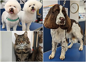 Polar Bear Pet Grooming