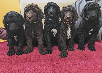 Polished Paws all pet Grooming