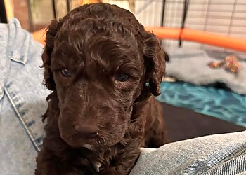 Polished Paws all pet Grooming