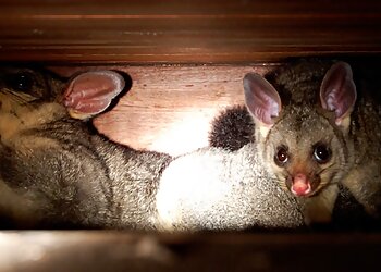 Possum Busters Pty Ltd