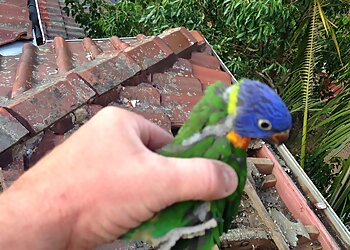 Possum Busters Pty Ltd