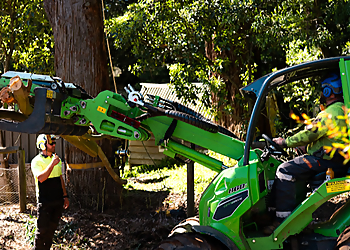 Pristine Tree People