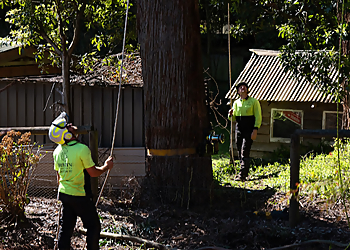 Pristine Tree People