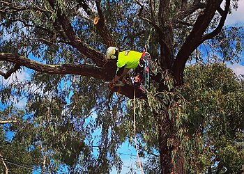 Pro-Cut Tree Services