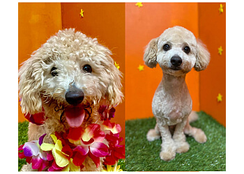 Pupstars Daycare and Grooming