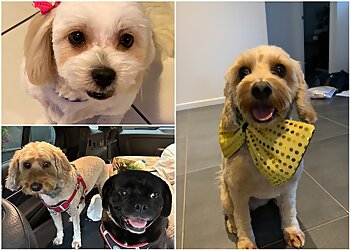 Pupstars Daycare and Grooming