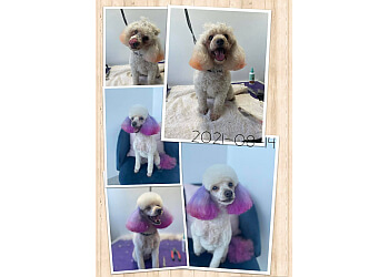 Purple Patch Pet Parlour