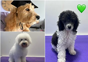 Purple Patch Pet Parlour