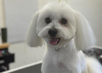 Purrrfection Grooming