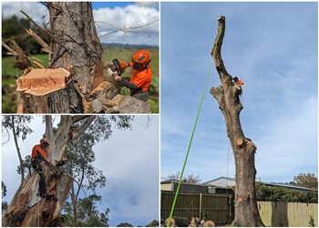 RK Tree Specialists