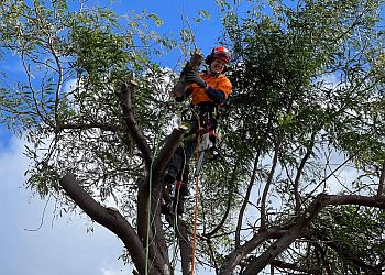 Traralgon Tree Services RK Tree Specialists image 1