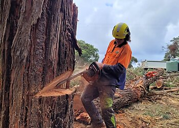 Rapid Tree Solutions