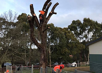 Rapid Tree Solutions