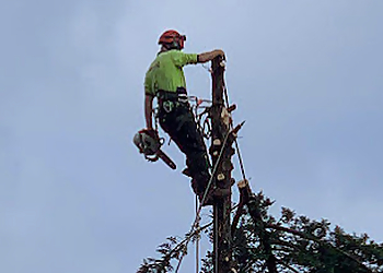 Redback Tree Services