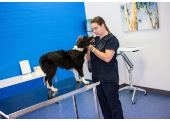 3 Best Veterinarians in Wodonga, VIC  Expert Recommendations