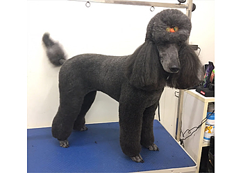 Roll over Rover Grooming