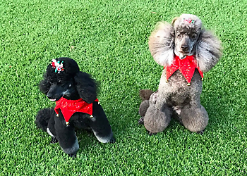 Roll over Rover Grooming Roll over Rover Grooming