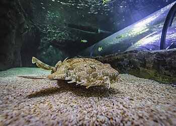 SEA LIFE Sydney Aquarium