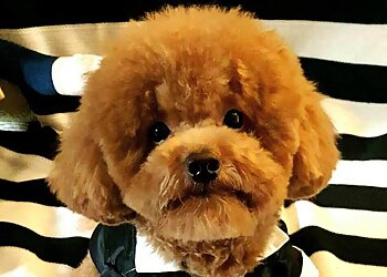 Sakura la Dog Grooming Salon