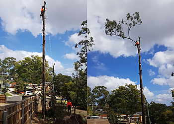 Same Day Trees & Palms