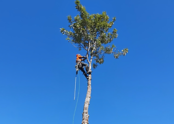 Same Day Trees & Palms