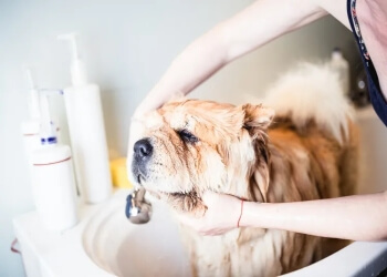 grooming bunbury dog wa paws sandy