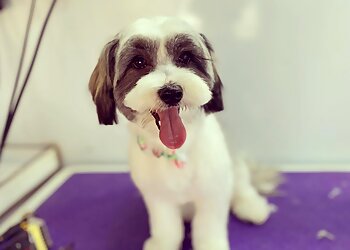 Scruff to Fluff Grooming & Pet Supplies