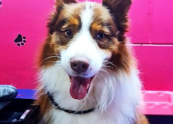 Scruffy to Fluffy Dog Grooming