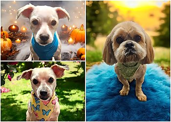 Scruffy to Fluffy Dog Grooming