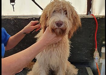 Scruffy to Fluffy Mobile Dog Grooming