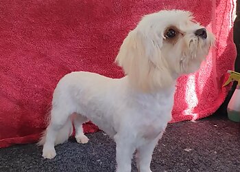 Scruffy to Fluffy Mobile Dog Grooming