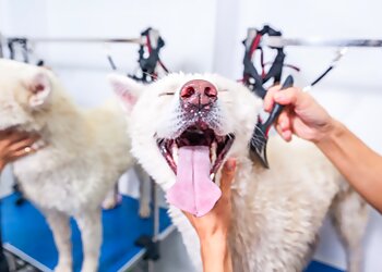 Shampooch Dog Grooming Hub