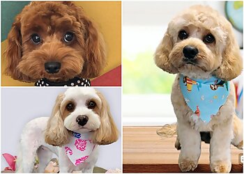 Shampooch Dog Grooming Hub