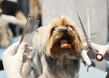 Wodonga Dog Grooming Shampooch Dog Grooming Hub image 1