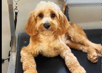 Shampoodles Dog Grooming