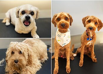 Shampoodles Dog Grooming