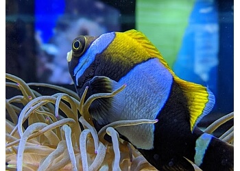 Solitary Islands Aquarium