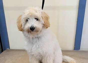 Somerset Dog Grooming