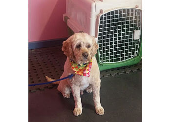 Somerset Dog Grooming