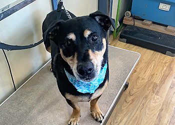 Somerset Dog Grooming