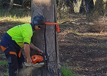 South West Tree Safe
