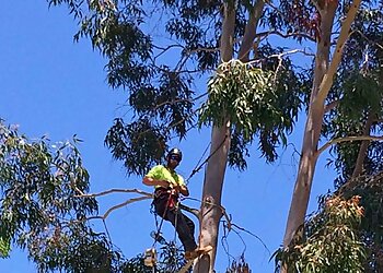 South West Tree Safe