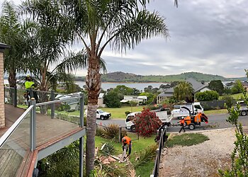 Albury Tree Services Southern Trees image 1