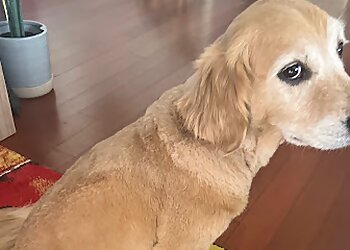 Sparkling Dog Grooming