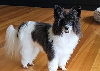 Sparkling Dog Grooming