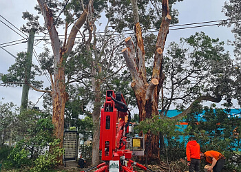 Stump Grinding Central Coast & Tree Services Pty Ltd.