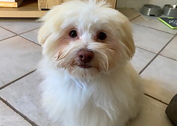 Sunshine Coast Pet Grooming