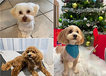 Sunshine Coast Pet Grooming