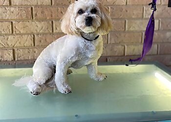 Geraldton Dog Grooming TSW Pooch Spruce  image 1