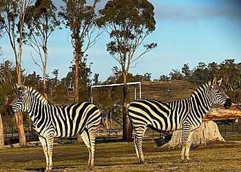 Tasmania Zoo